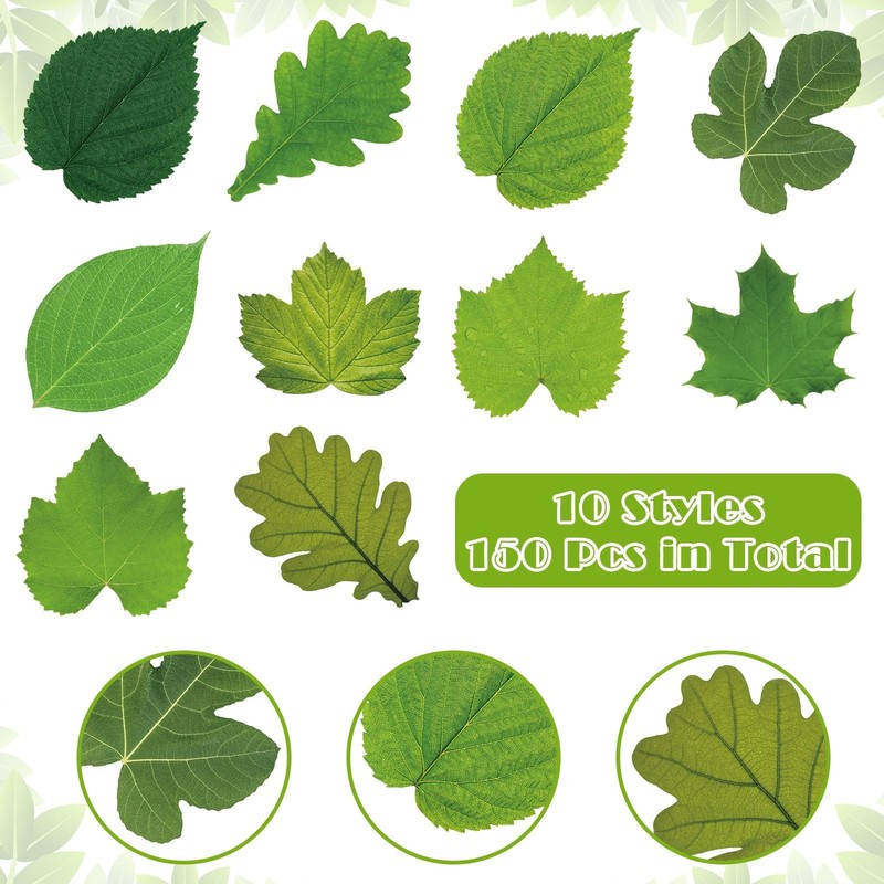 Tenceur 150 Pcs Parchment Paper Leaves 7.2 in Spring Large, Green gallery