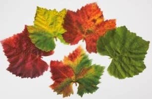 Parchment Paper Leaves for Cheese & Charcuterie 7 x 7 inches, Grape Variety gallery