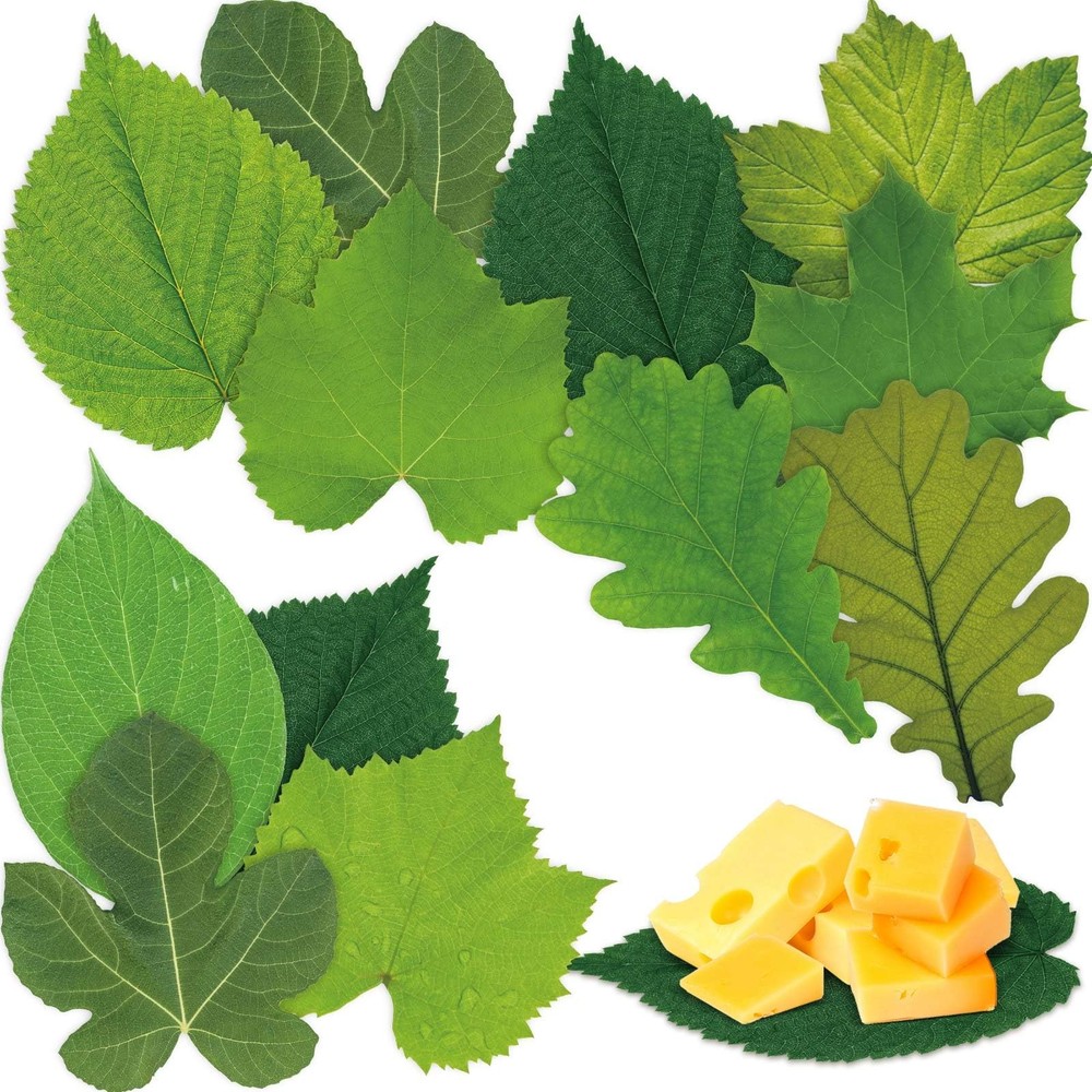 Tenceur 150 Pcs Parchment Paper Leaves 7.2 in Spring Large, Green