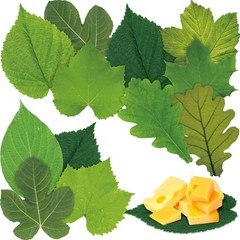 Tenceur 150 Pcs Parchment Paper Leaves 7.2 in Spring Large, Green